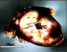 Diamont inclusion in zircon Image: Martina Menneken Diamont inclusion in zircon Image: Martina Menneken